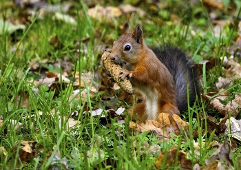 С аппетитом ) / ***
