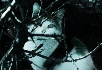 насквозь / В последнее время стало мало фоток кошечек, вот и решил внести свою лепту. Эта дворовая кошка часто сидит подолгу на дереве, что растет напротив моего окна, и наблюдает.