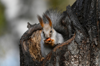 С орешком / Из вчерашнего.