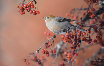 Pine grosbeak (f) / Pine grosbeak (f)