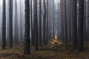 Последний штрих осени / Последний штрих осени