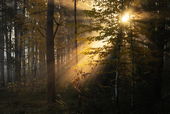 Осеннее утро в лесу / Осеннее утро в лесу