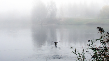 В туман улетающая... / ***