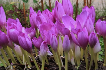 Цветет безвременник / ***