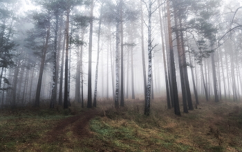 Осенний туман / Осенний туман.Это когда лес показывает как он красив, Потому что в тумане прорисовывается каждая веточка, каждый сучок..