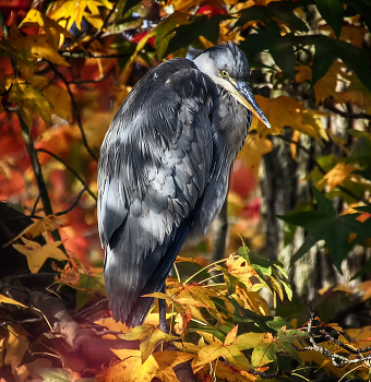 В осеннем прикиде / ***