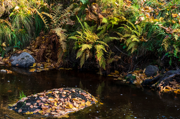 Ораниенбаум. / ***