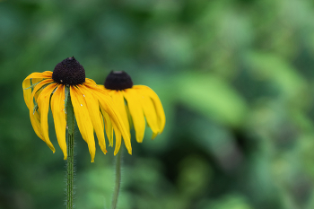 Этюды зелёного лета... / Природа.