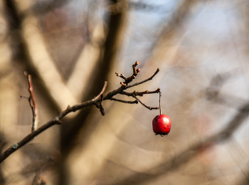 последняя, осень / осень