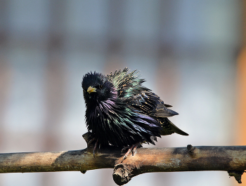 Скворец / осень, птицы