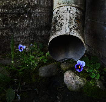 Злодейское нападение водосточной трубы на беззащитные анютины глазки / ...