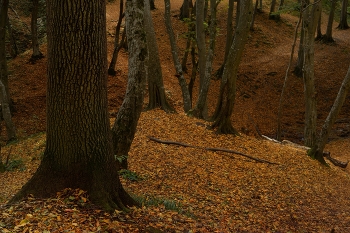 Осень / Ставропольский лес