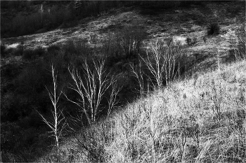 борьба борба с ослом / с неизбежной победой бобра