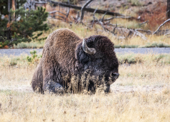 Набычился / Бизон (лат. Bison bison) — вид парнокопытных млекопитающих из трибы быков семейства полорогих. Близок к зубру, оба вида могут скрещиваться, давая плодовитое потомство — зубробизонов. Из-за этого их иногда рассматривали как один вид