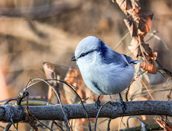 Князёк. / Белая лазоревка.