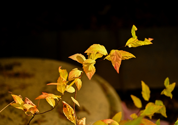 Бабочки / ***