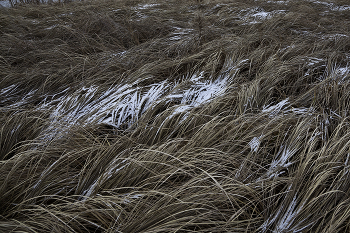 Трава / Иней на траве