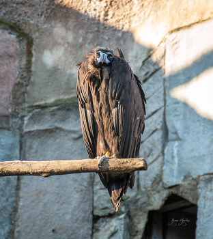 Чёрный гриф / просто фотка