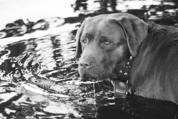 &nbsp; / Бродяга.