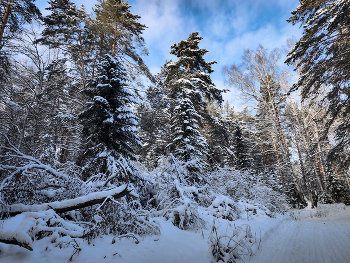 Лесное фото / ***