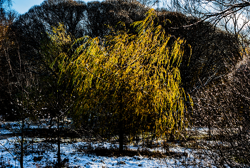 первый зимний день / зимний день
