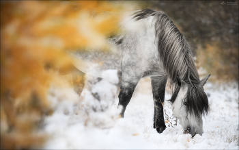 Вкус тишины / Осень на Алтае держится до последнего, будто не хочет уходить.
Первый снег ложится на траву и кажется, что под этой белой тишиной ещё дышит тепло.
В воздухе прозрачность, в свете — усталое золото,и кажется, природа просто делает паузу перед сном…Приглашаю осенью 2026г. на Алтай и в Западную Монголию.
Анонсы поездок будут чуть позже на сайте.
© phototravel.pro