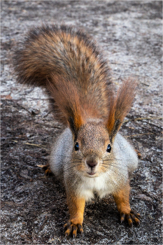 Есть орех? / ***