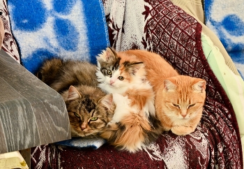 Папа, мама, я, счастливая семья / ***