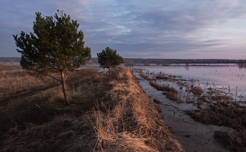 С половодья уцелевшие / Весенний сюжет из пригорода. Подмосковье.