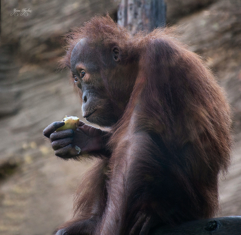 &nbsp; / просто фотка