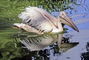Розовый пеликан / ***
