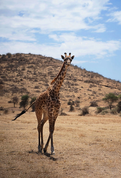 Жирафёнок / Танзания, парк - отель Serval Wildlife