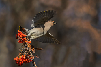 Свиристель... наелся. / ***