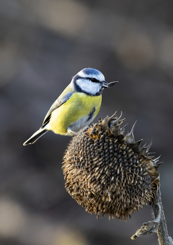 Лазоревка / ***