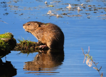 Ондатра / Дикие животные ондатра