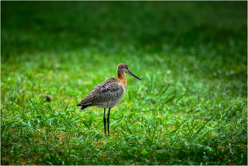 Обиделся / ***