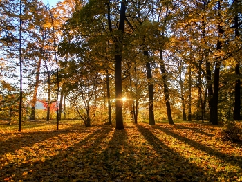 Свет и тени............ / Санкт-Петербург. Ботанический сад. Октябрь