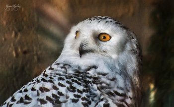 Полярная сова / просто фотка