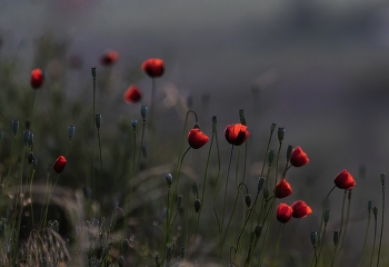 Огоньки рассветные / ***