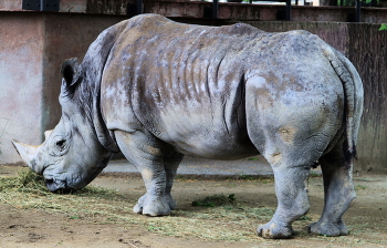 В Шанхайском зоопарке / ***