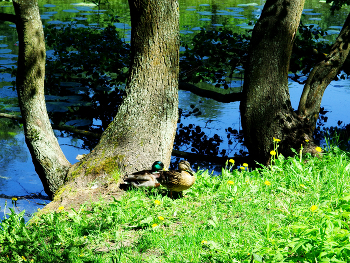 Утки на пруду / Утки на пруду в Кузьминском парке в Москве. Май 2024.