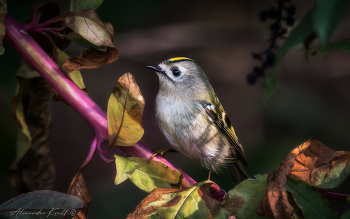 Самый маленький / Желтоголовый королёк (Regulus Regulus) - самая миниатюрная птица Евразии.
