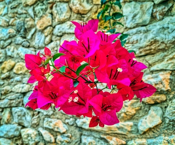 &nbsp; / Creixell - Buguenvíl·lea - Tarragonès