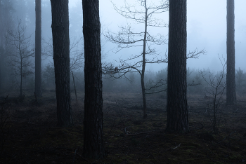 Рассветный лес / Рассветный лес