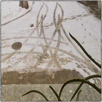 &quot;Алоэнный натюрморт&quot; / Вот чем не натюрморт? Самый настоящий кактусячий натюрморт. У меня и докУмент имеется. В ём синим по клеточкам написано: так, мол и так, кактус это! А кто скажет нет, тот пусть первым бросит в меня 100 рублей. (Когда-то же были деньжищи!)