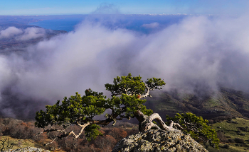 Сосна Коха / Крым, Южный Демерджи. 
16_11_25