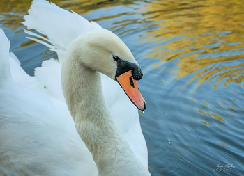 &nbsp; / просто фотка