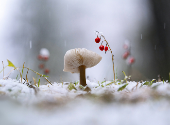 Картинка из леса / ***