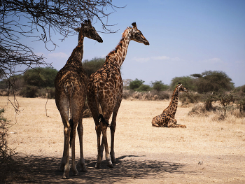Жирафы в парке Serval Wildlife . / ***