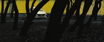 абрикосы / ***